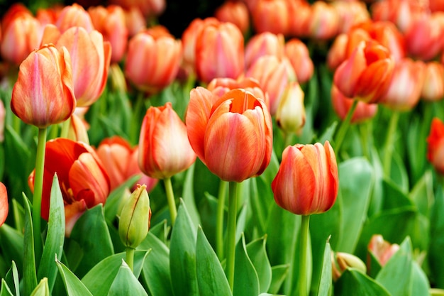 tulp in boerderij