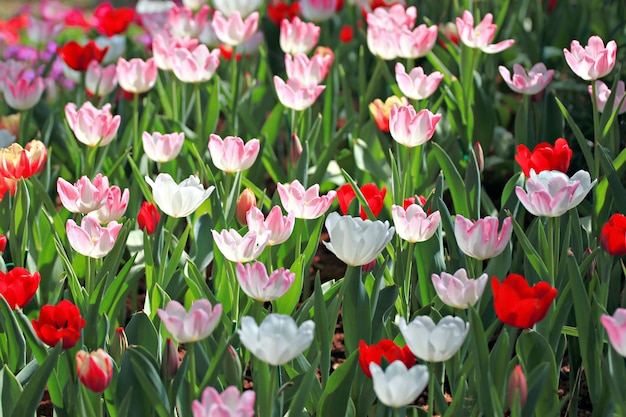 Tulp in de tuin.