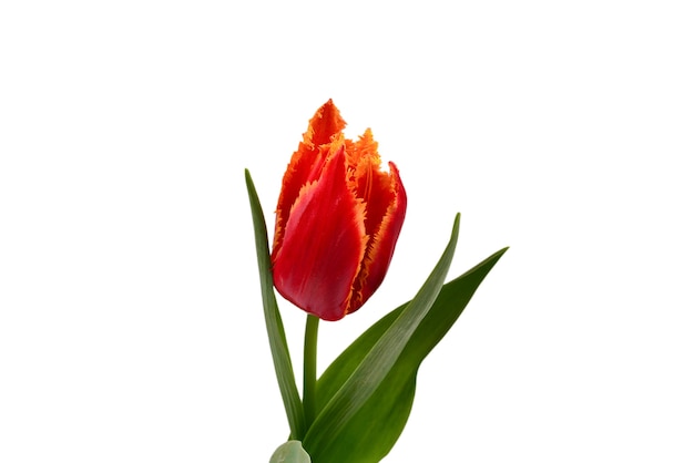 Tulp in een pot geïsoleerd op een witte muur.