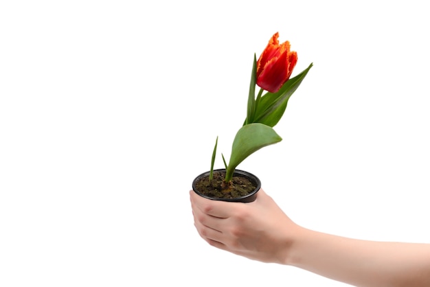Tulp in een pot in handen van de vrouw geïsoleerd op wit.