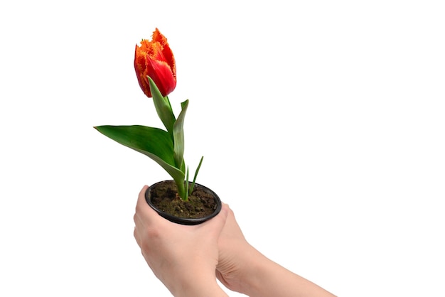 Tulp in een pot in handen van de vrouw geïsoleerd op wit.