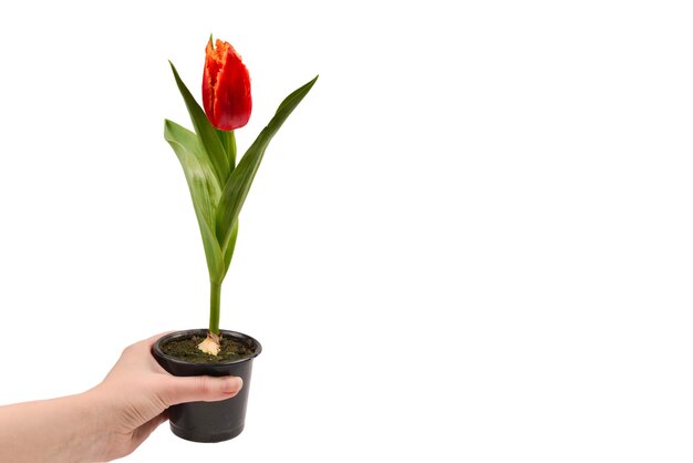 Tulp in een pot in handen van de vrouw geïsoleerd op wit.