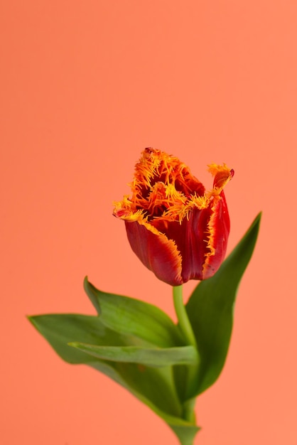 Tulp in een pot op een rode achtergrond Kopieer de ruimte
