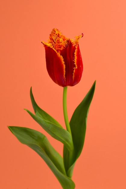 Tulp in een pot op een rode achtergrond. Kopieer ruimte.