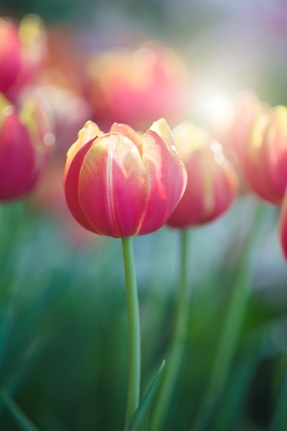 Tulp in het voorjaar met zachte focus, ongericht wazig lente Tulp