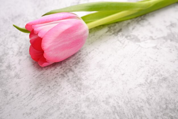 Foto tulp is helder, fris, roze