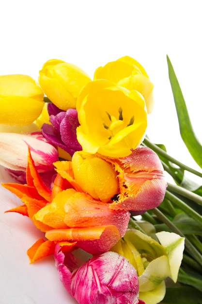 Tulp met waterdruppels