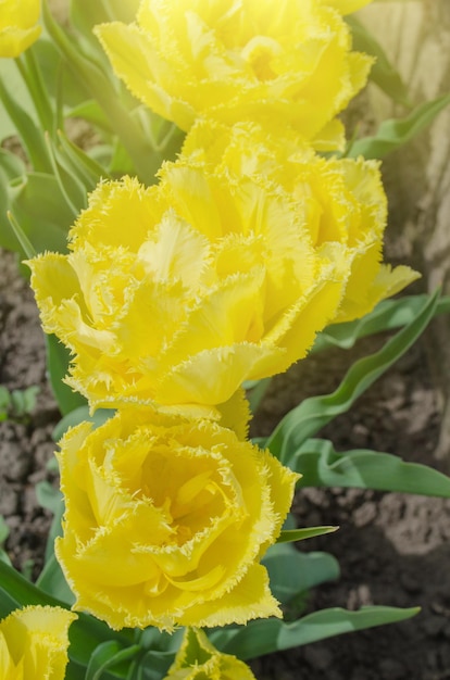 Tulp Mon Amour Dubbel gefranjerde gele tulp Kleurrijke natuurachtergrond van gele tulpen