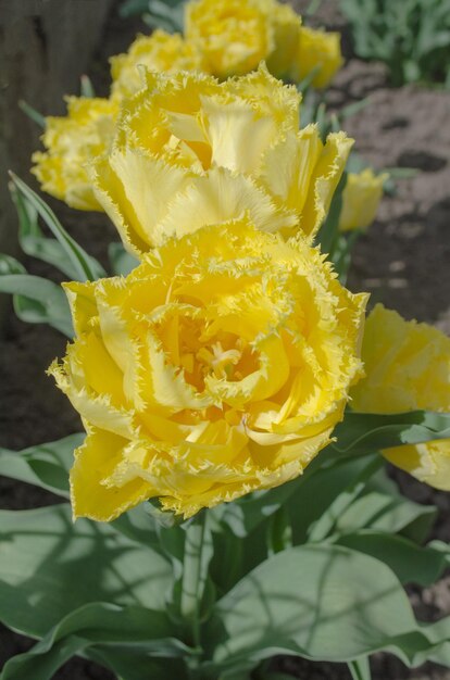 Tulp Mon Amour Dubbel gefranjerde gele tulp