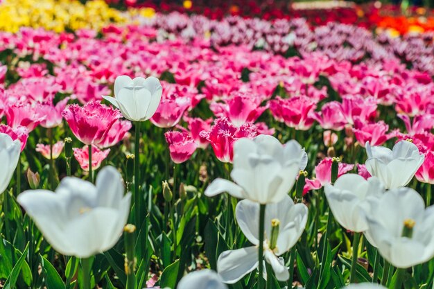 Tulp Mooi boeket tulpen kleurrijke tulpen