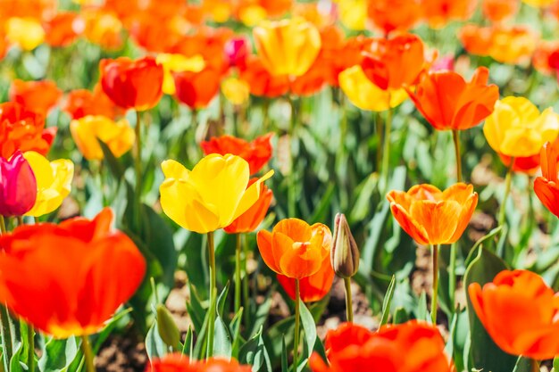 Tulp. Mooi boeket tulpen