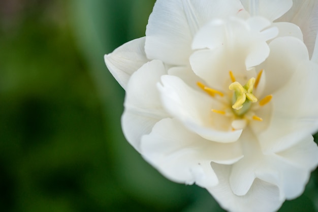 Tulp. Mooi boeket van tulpen. kleurrijke tulpen. tulpen in de lentezon. tulp in het veld