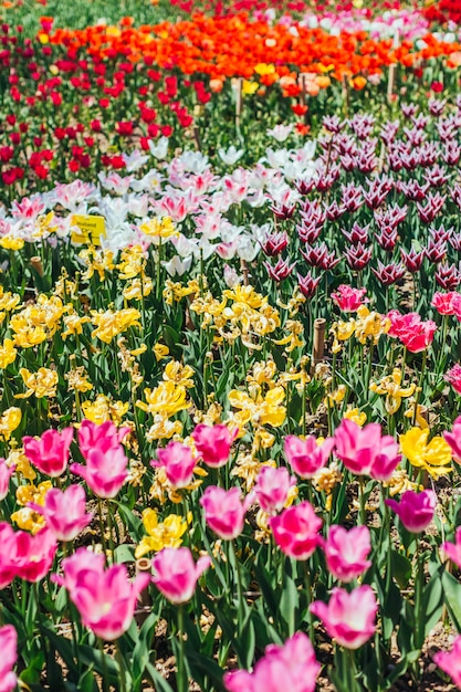 Tulp. Mooi boeket van tulpen. kleurrijke tulpen.