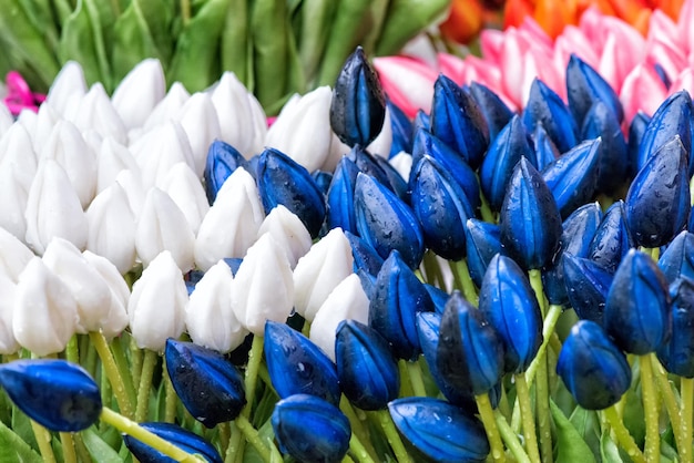 Tulp. Mooie tulp bloemen met dauwdruppels. Lentebloemen zijn het symbool van liefde.