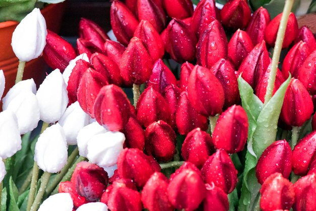 Tulp. Mooie tulp bloemen met dauwdruppels. Lentebloemen zijn het symbool van liefde.