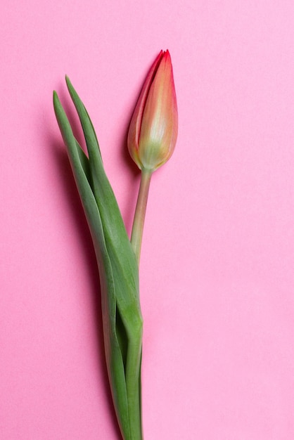 Tulp op een roze achtergrond