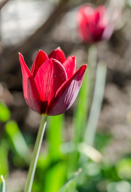 Tulp op het bloembed