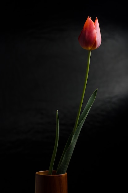 Foto tulp op zwarte achtergrond