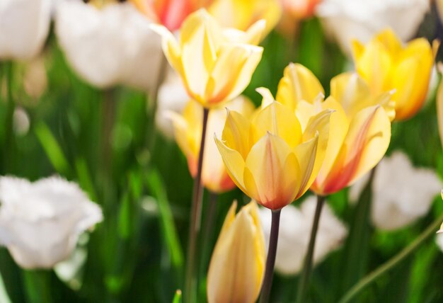 Tulp Prachtig boeket tulpen kleurrijke tulpen tulpen in lentekleurrijke tulp