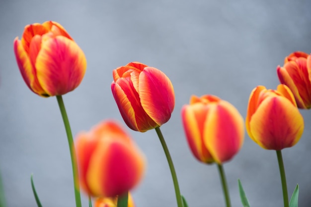 Tulp rode kleur, prachtige bloemen in groen bloembed