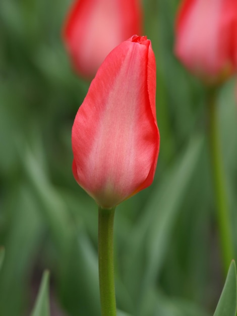 Tulp rood