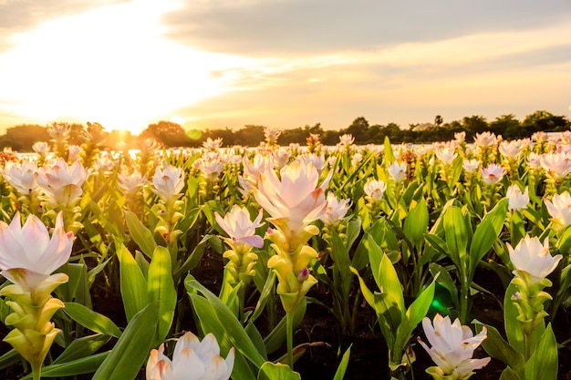 Tulp Siam en zonsondergang