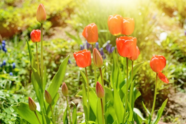 Tulp van rode kleur