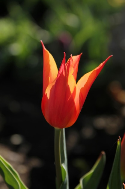 tulp