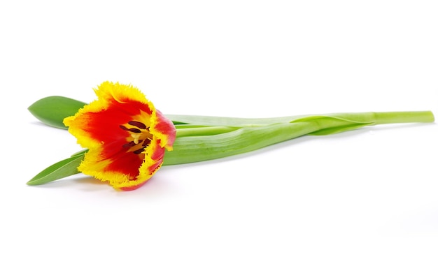 tulp