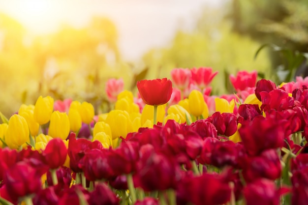 Tulpen bloeien bloeiende bloesem met de heldere ochtendzon