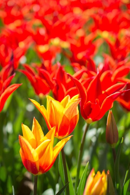 Tulpen bloeien in de lente