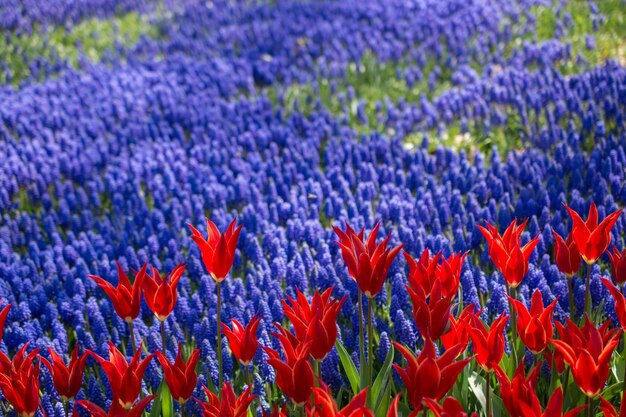 Tulpen bloeien in de lente