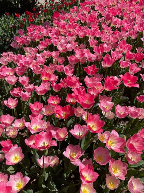 Tulpen bloeien in de tuin Lente seizoen