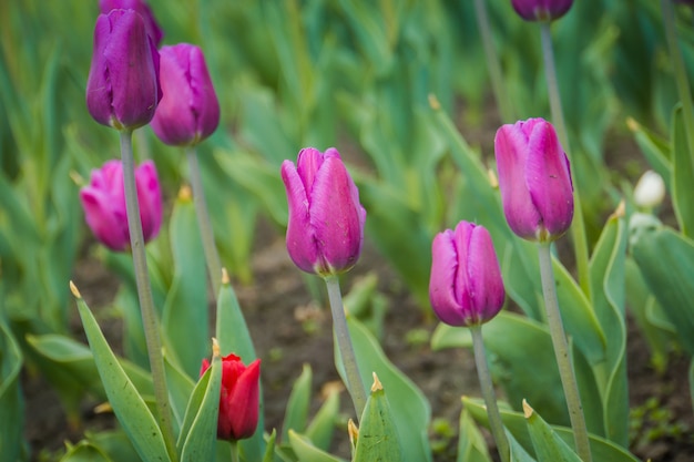 Tulpen bloeien in het bloembed