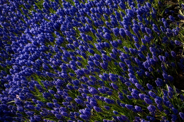 Tulpen bloeien in het voorjaar