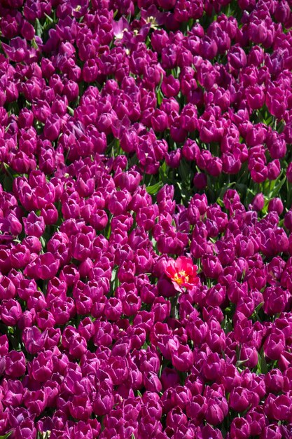 Tulpen bloeien in het voorjaar