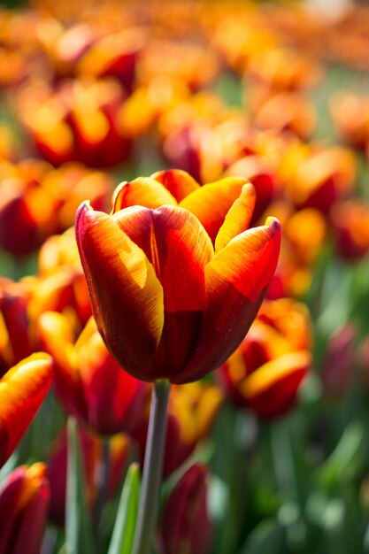 Tulpen bloeien in het voorjaar