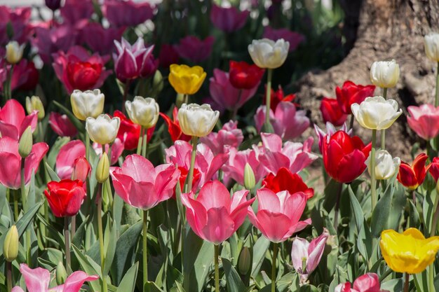 Tulpen bloeien in het voorjaar