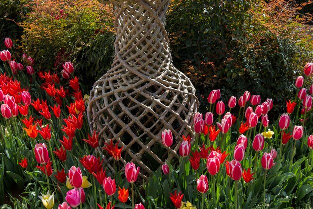 Tulpen bloeien in het voorjaarsseizoen.