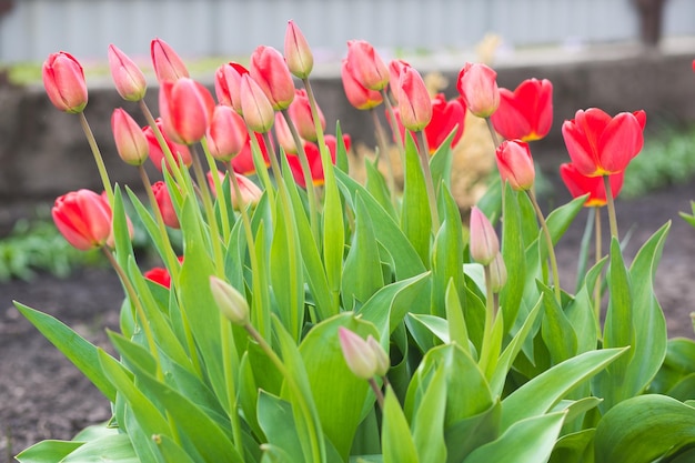 Tulpen bloeien niet bloeiend Fris rood groeit in de natuur in de tuin in de tuin