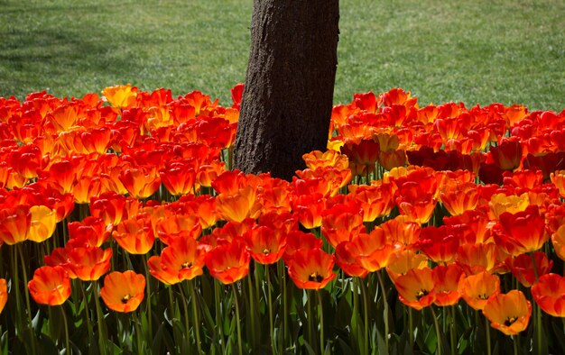 Tulpen bloeien rond de boomstam.