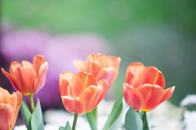 Tulpen bloeien