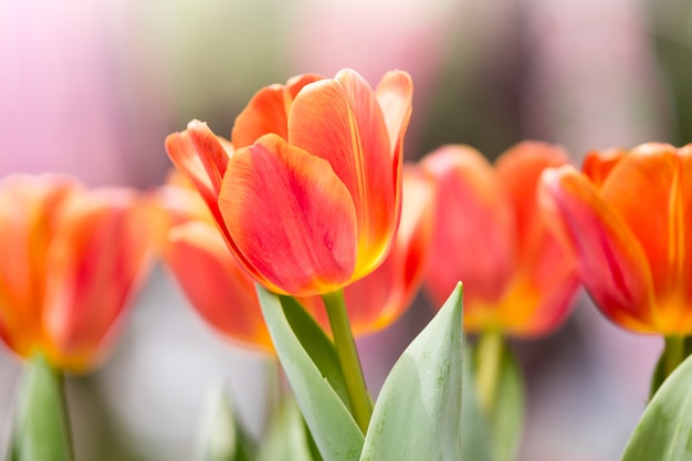 Tulpen bloeien