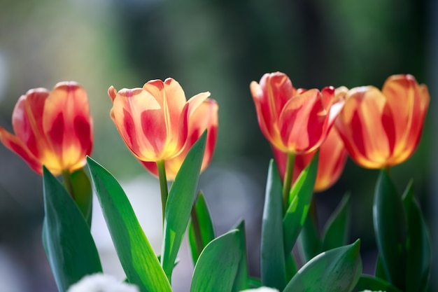 Tulpen bloeien