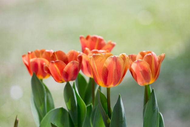 Tulpen bloeien