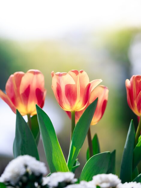 Foto tulpen bloeien