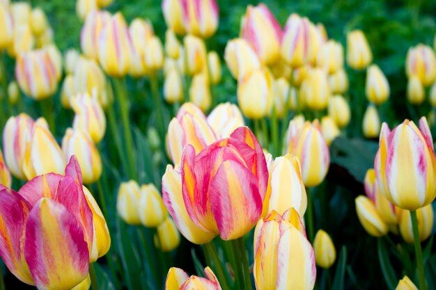 Tulpen, bloeiend in een tuin.