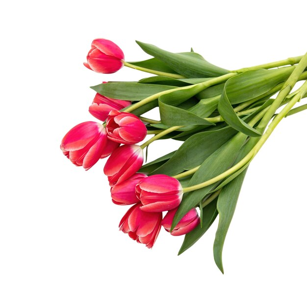 Tulpen bos geïsoleerd op witte achtergrond Verse rode roze tulpen boeket Valentijnsdag cadeau