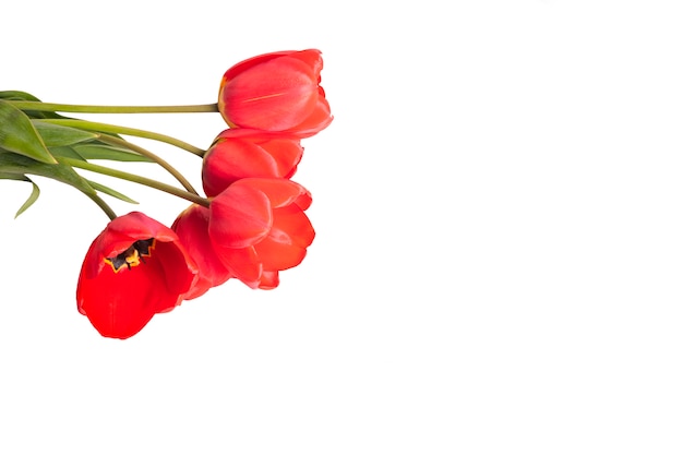 Tulpen copyspace. boeket rode tulpen