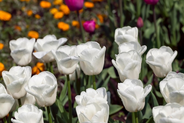 Tulpen die in de stad groeien om het stadspark te versieren